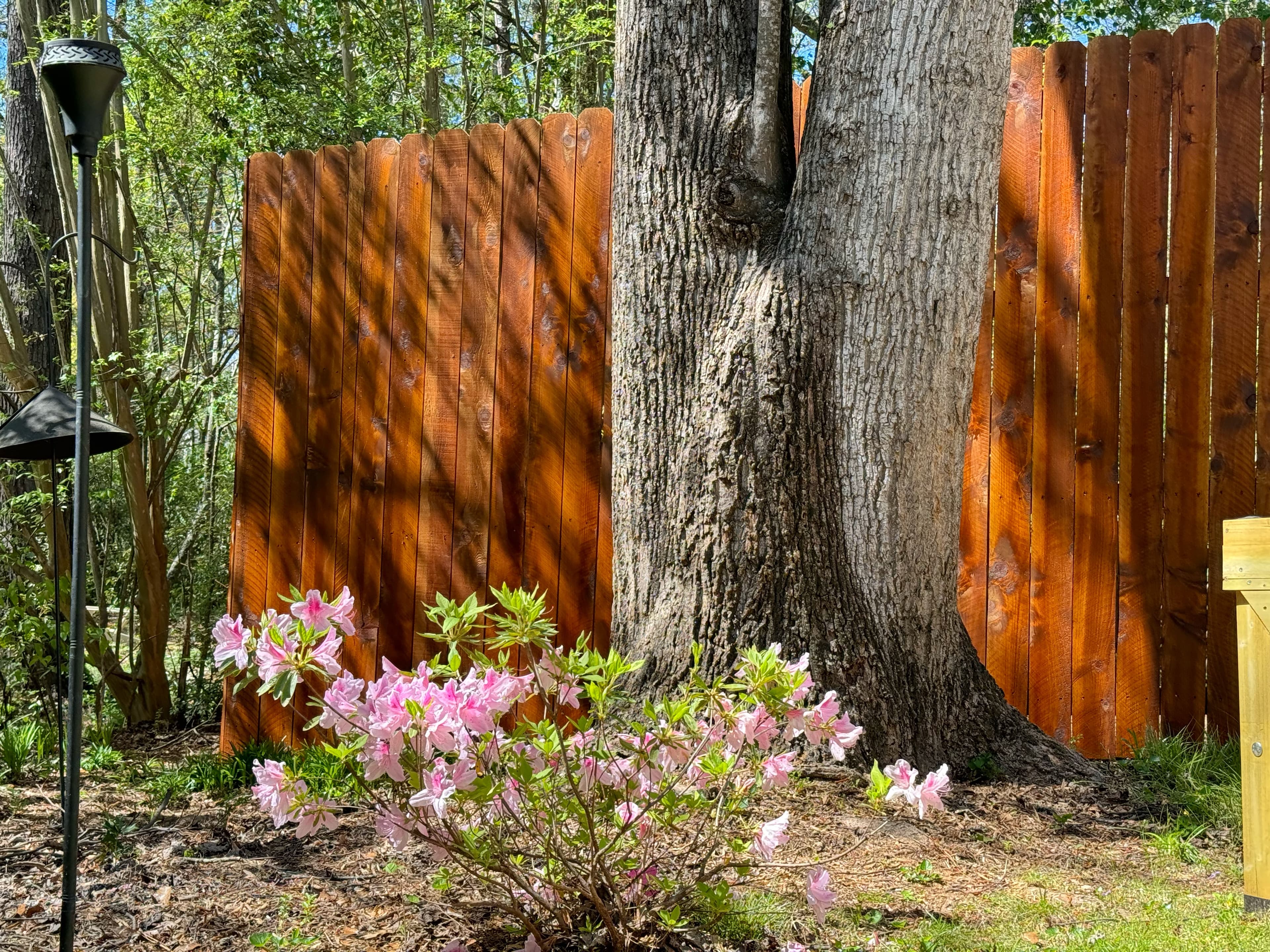 Stained privacy fence