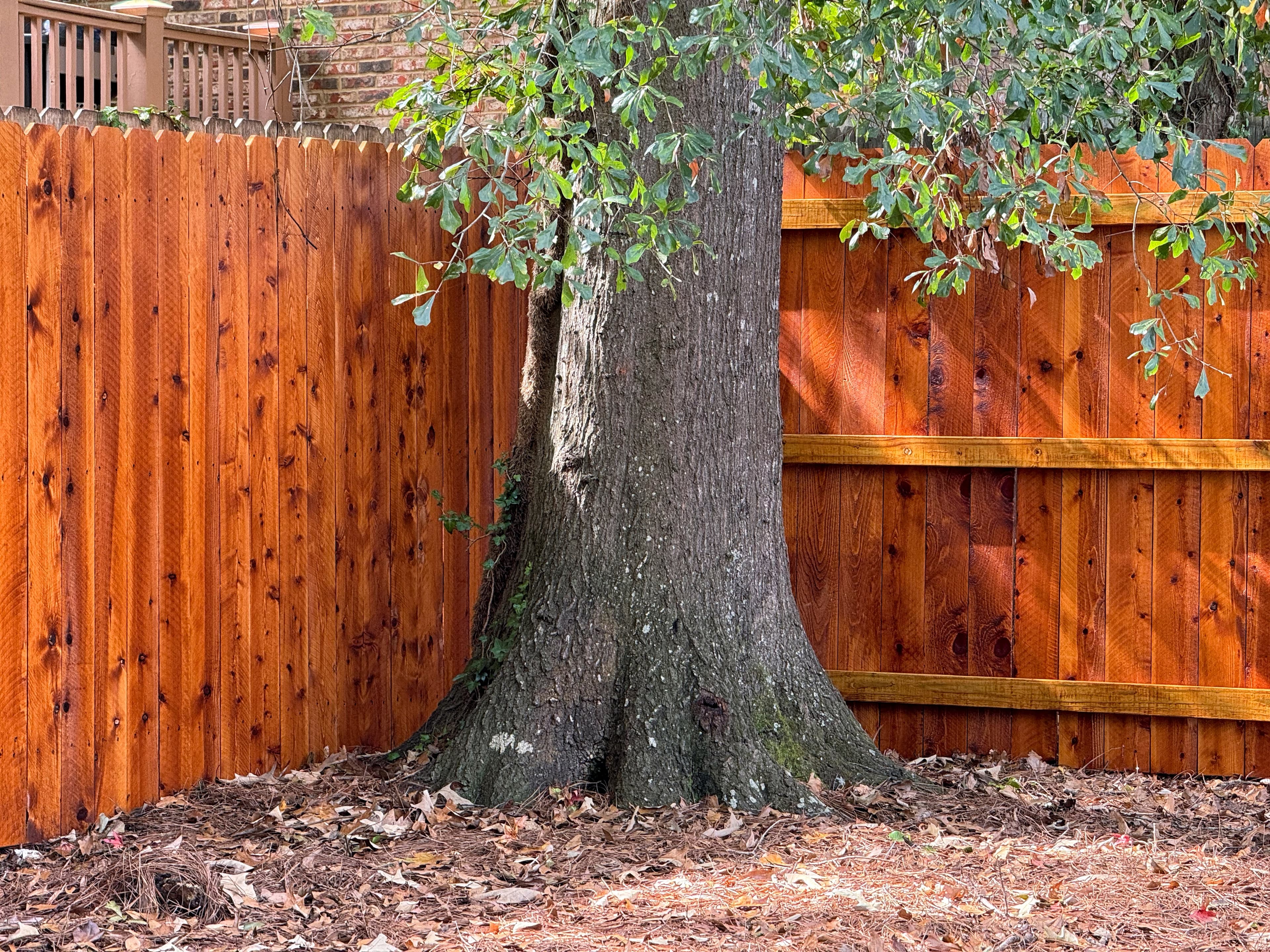 Stained privacy fence